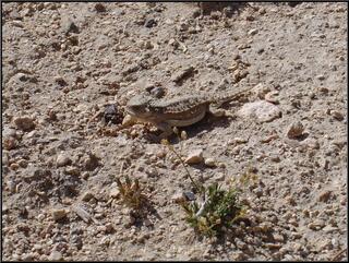 The very cute Mountain Short-Horned Lizard