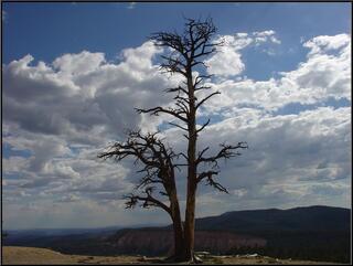 Cool tree at the edge of Yovimpa Point