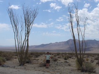 Theresa and some ocotillo cacti
