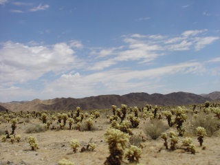 A cholla cactus forest