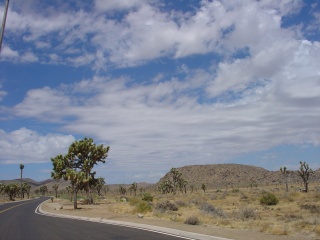 Park Road through Joshua Tree
