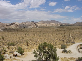 From the top of an outcropping, part of the Joshua Tree forest