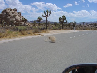 A tumbleweed in action
