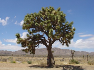 One of the largest Joshua Trees in the park, and Brian