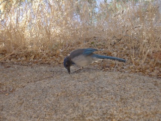 Blue bird, bashing something vigorously against the rock
