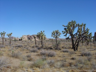 More Joshua Tree forest