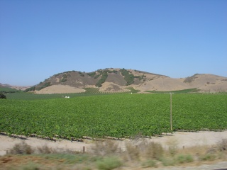 Vineyards and rolling hills