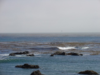 Seagulls