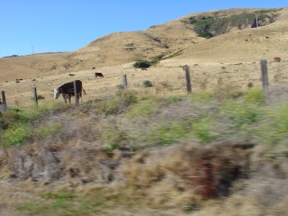 Attempted cattle break out