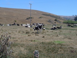 The cows can somehow sense Theresa's presence