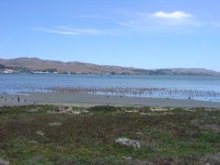 Birds in Bodega Bay