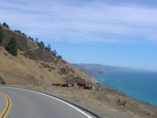 Open range cattle with a view