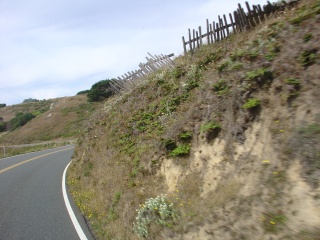 Old fence