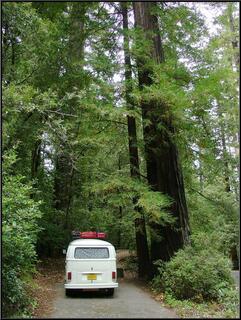 The bus with the big trees