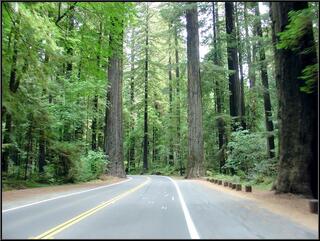 The Avenue Of The Giants