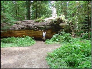 Brian, turning over a piece of dead wood