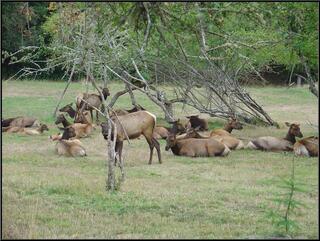 Elk in Elk's Meadow