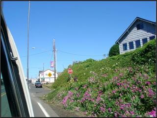 Pretty flowers on the drive into Yachats