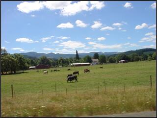 Oregon cows, perhaps Theresa's favorites
