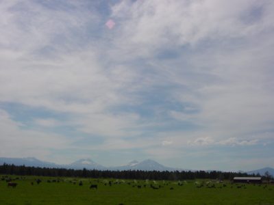 Central Oregon cows