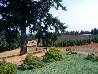 Christmas tree farming in the Willamette Valley