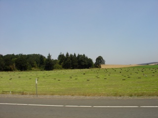 Green hay bales