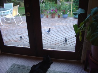 A little early morning cat toture