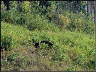 A black bear sow and two cubs