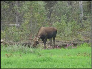 Snacking moose