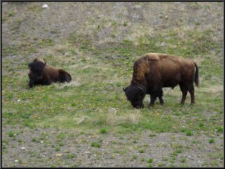 We saw a bunch of Bison today