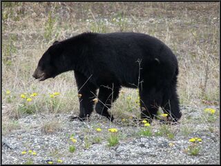 ...and a few bears