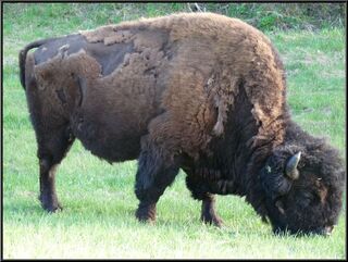 One of many more bison, shedding a layer or two