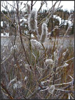 Ice on the pussy willows