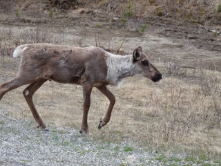 These are clearly Caribou