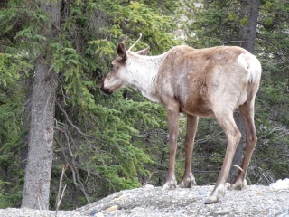 It would be embarrassing if we called them deer