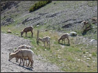A crowd of sheep