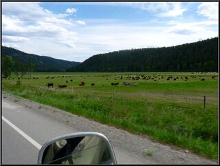 Cows guarding the border