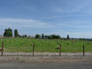 Hay!