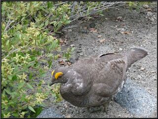 Papa grouse