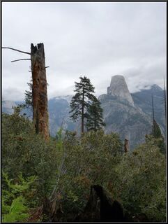 A cool tree, and Half Dome