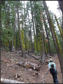 Theresa and mossy trees