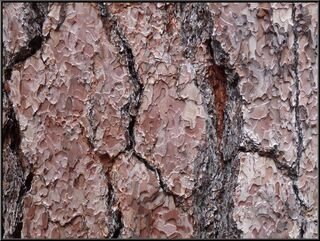 Sequoia bark