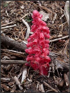 The Snow Plant flower, really