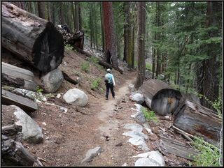 Theresa and really big deadfall
