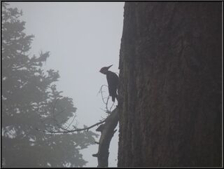 A woodpecker pecking, in the cloud