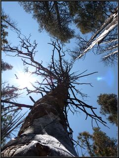 Artsy tree shot