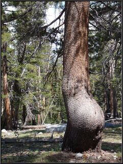 Curvaceous tree