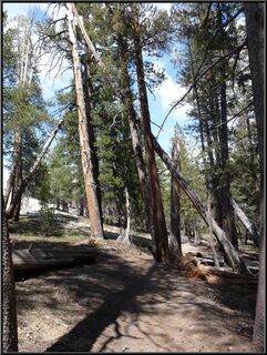 Trees meeting