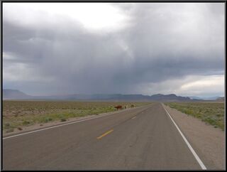 These cows