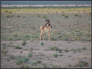 Antelope, please tell us it's an antelope